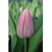 Tulipa Aafke